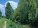 Poplars